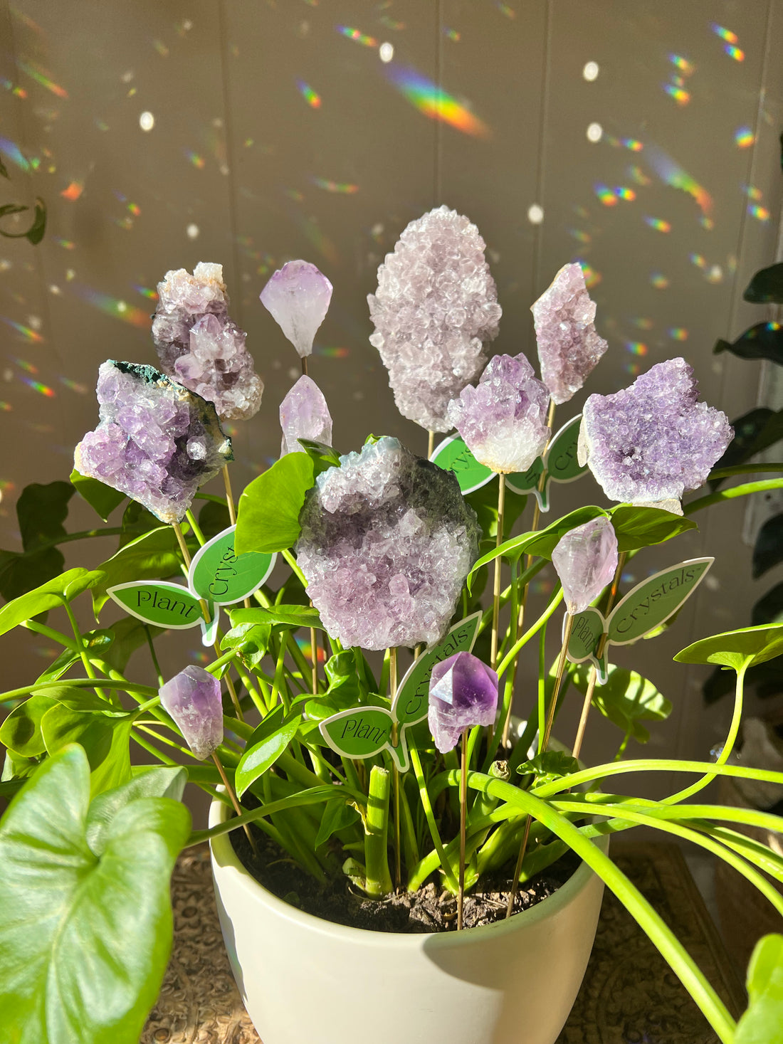 AMETHYST PLANT CRYSTALS