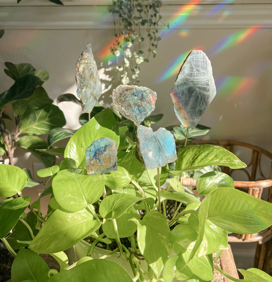 LABRADORITE PLANT CRYSTALS