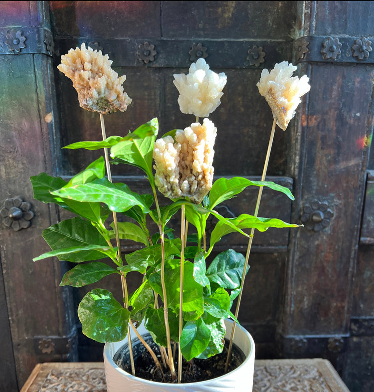 VEGAN CORAL (CALCITE) PLANT CRYSTALS