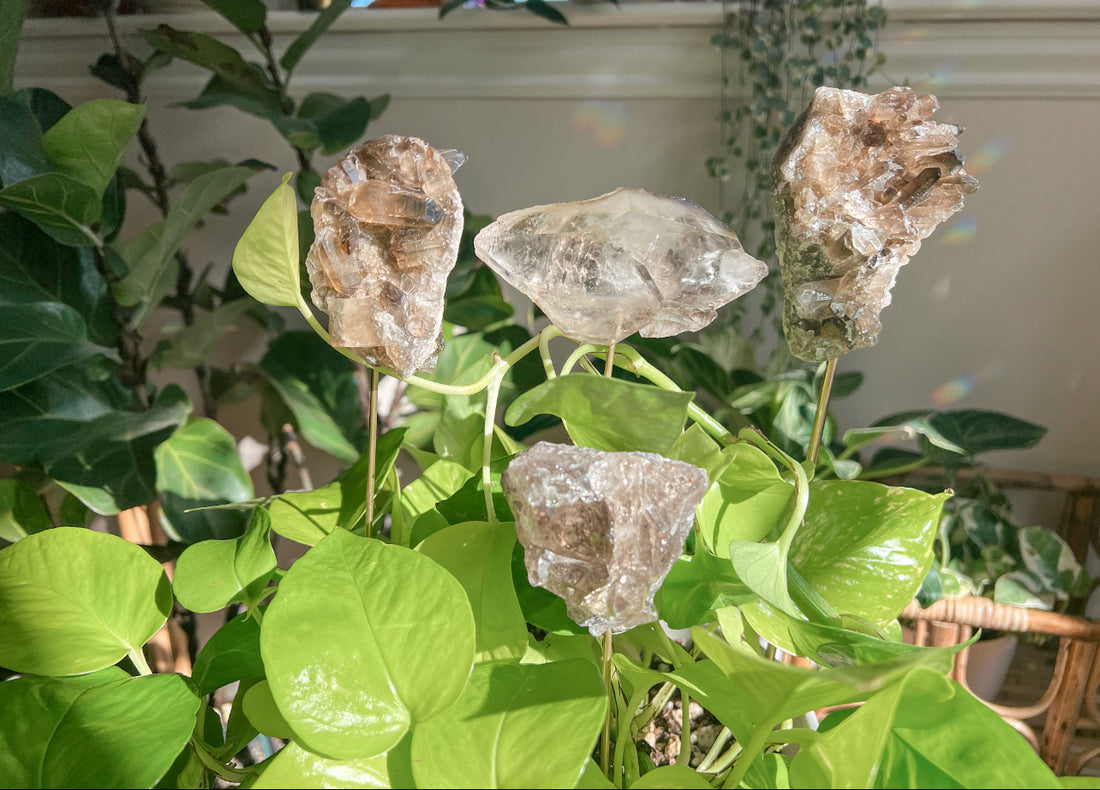 SMOKEY QUARTZ PLANT CRYSTALS