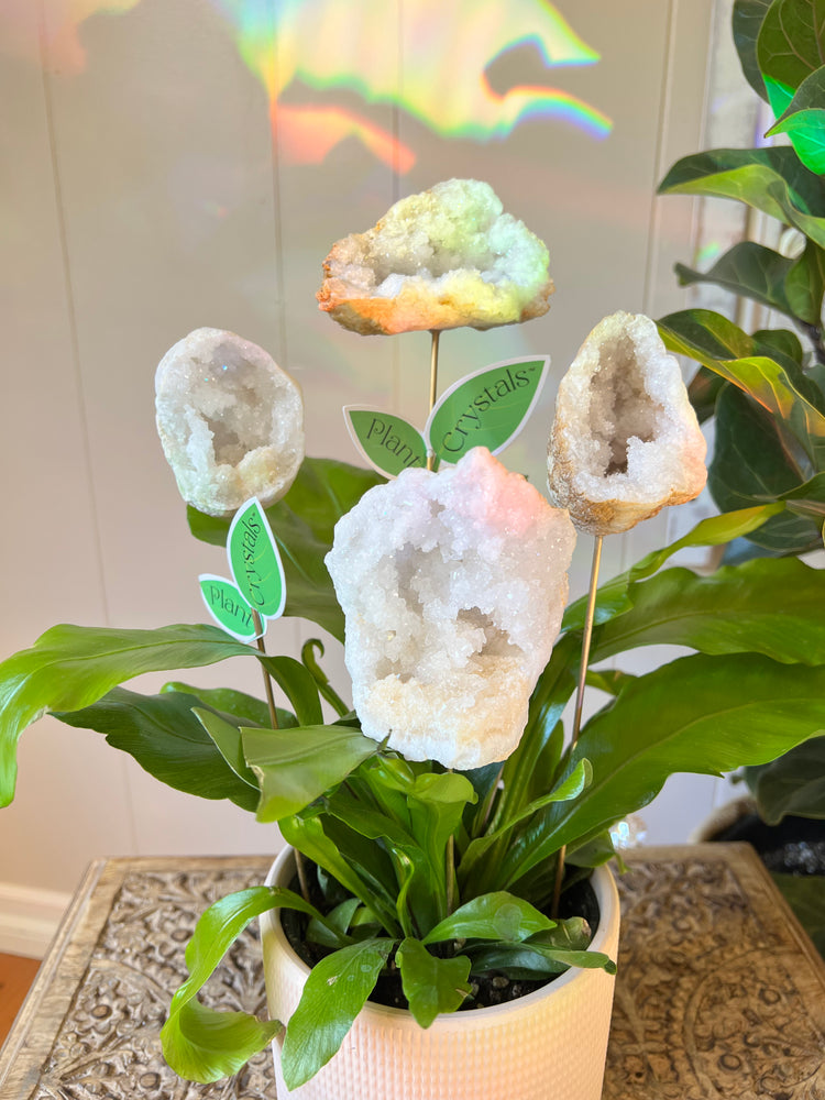 MOROCCAN GEODE PLANT CRYSTALS