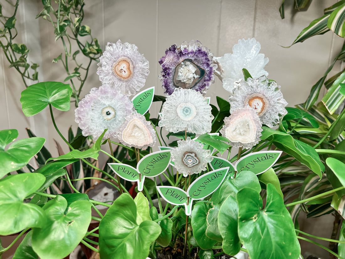 STALACTITE FLOWERS