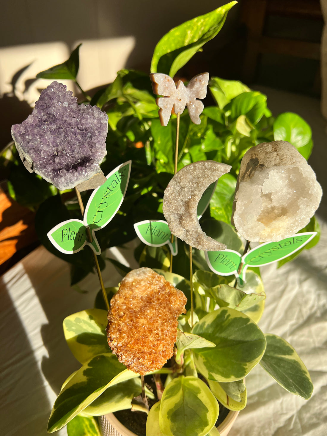 DRUZY PLANT CRYSTALS