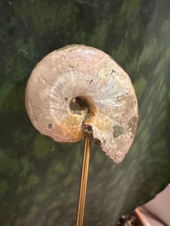 3/2 Ammonite