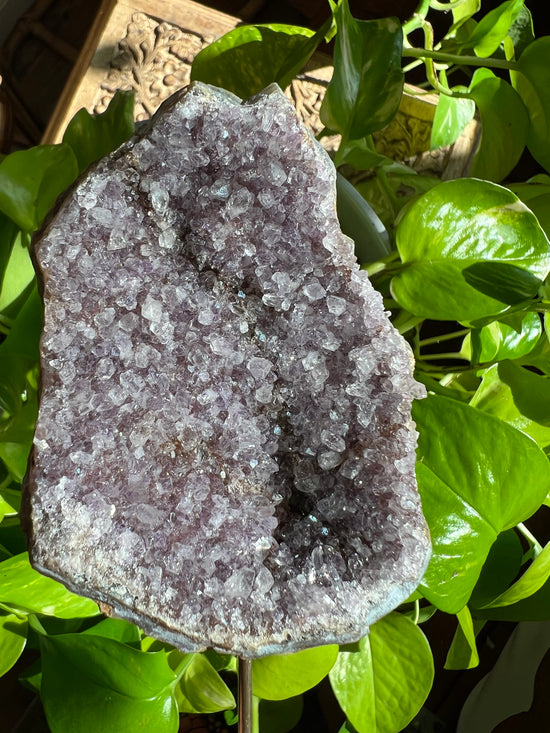 Echo of Bliss Amethyst Plant Crystal