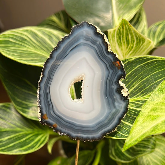 Agate Plant Crystal