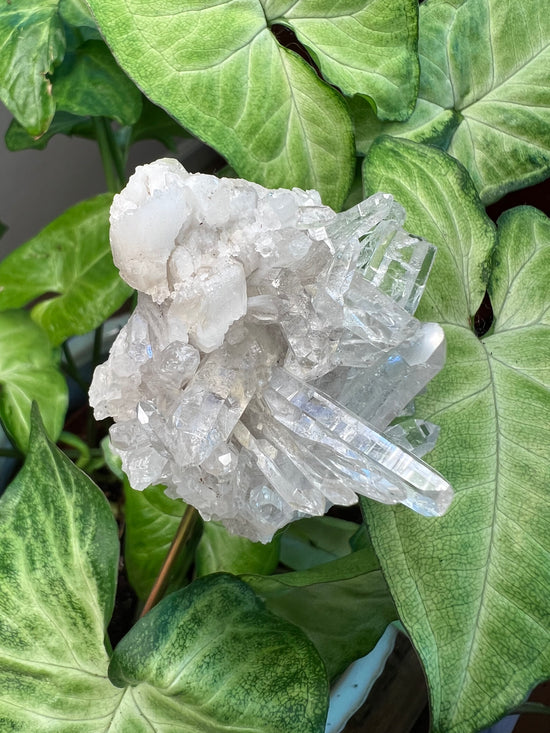 9/17 Clear Quartz Plant Crystal