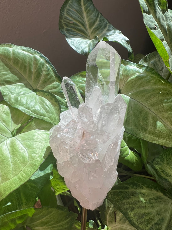 9/3 Premium Quartz Cluster Plant Crystal