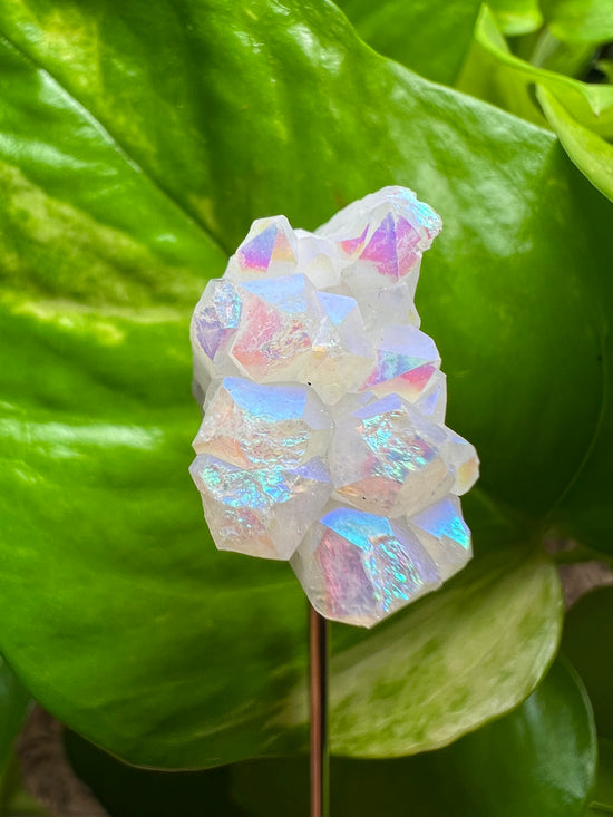 Angel Aura Mini Cluster Plant Crystal