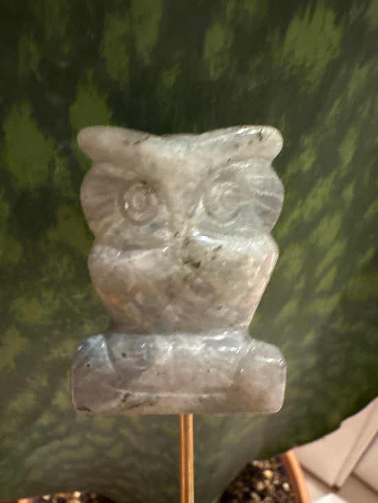 3/23 owl