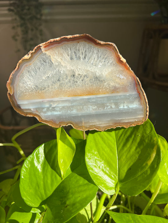 A Dream Large Agate Plant Crystal