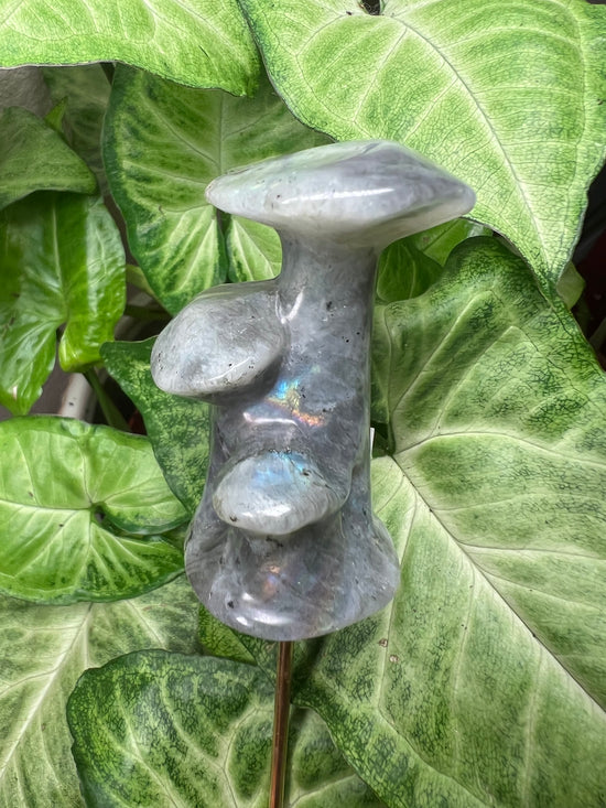 9/24 Labradorite Mushroom family Plant Crystal