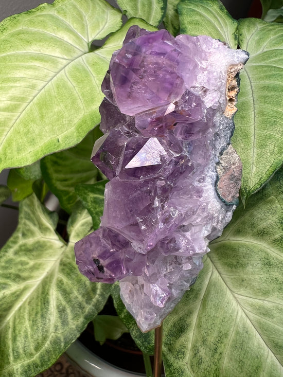 8/23 Amethyst Plant Crystal