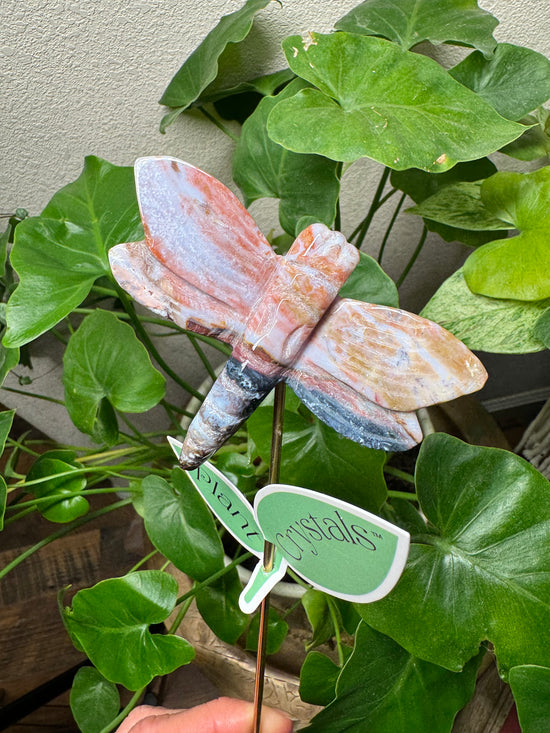 Layne Ocean Jasper Dragonfly