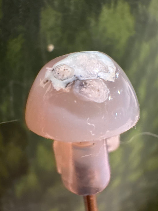 5/4 mini mushy