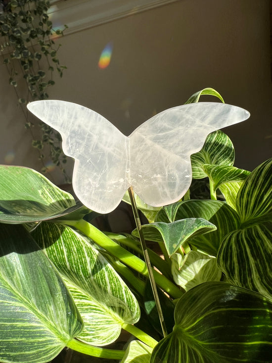 Rose Quartz Butterfly Plant Crystal