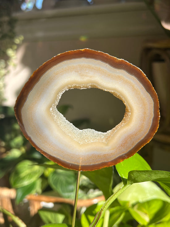 Cruise Natural Agate Plant Crystal