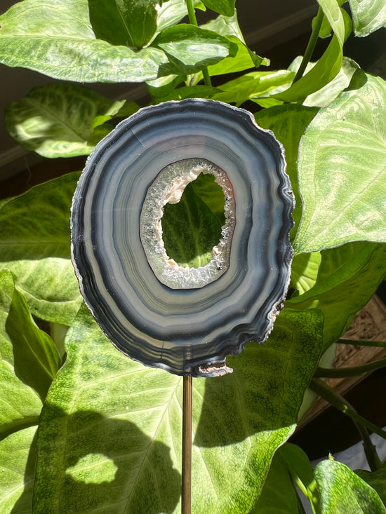 8/17 Blue Agate Plant Crystal