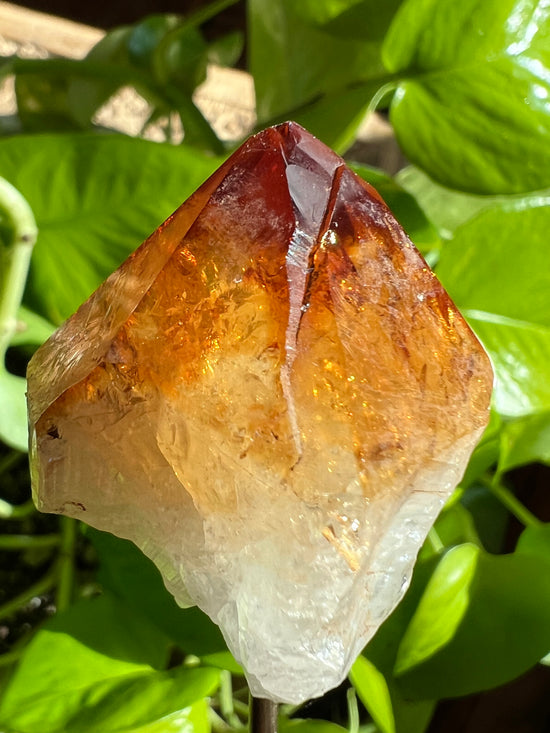 Zest Citrine Plant Crystal