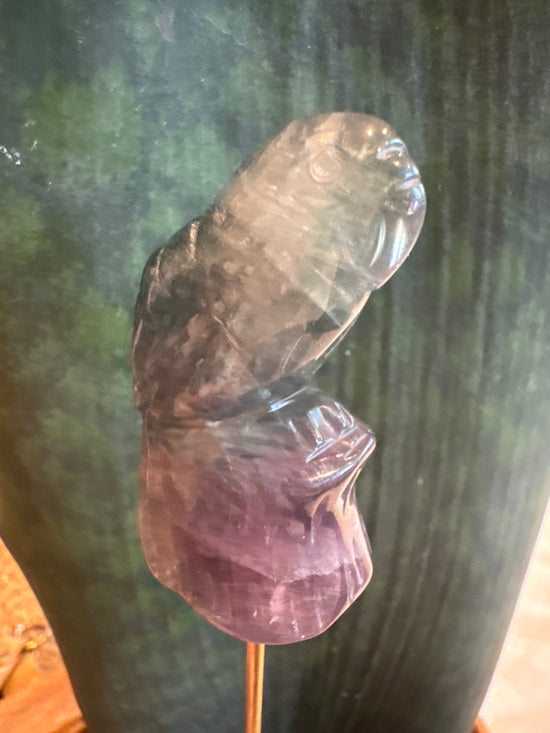 3/9 parrot fluorite