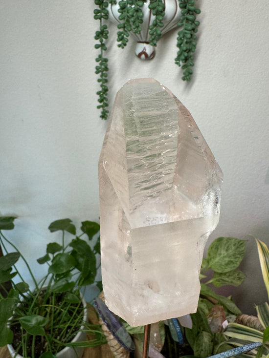 8/31 Pink Lemurian