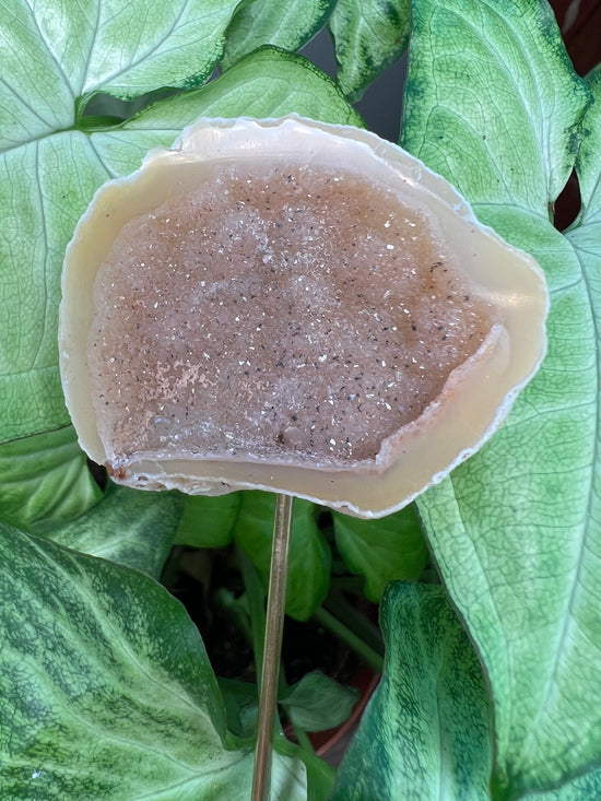 8/23 Geode Plant Crystal