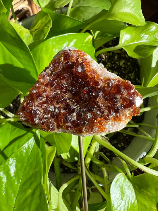 Agni Citrine Cluster Plant Crystal