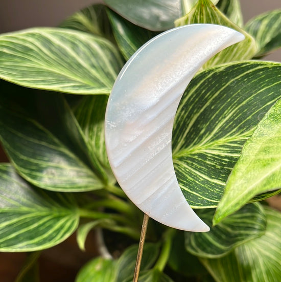 Natural Moon Plant Crystal