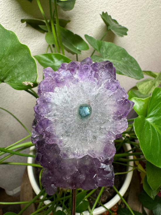 6/23 Amethyst Flower