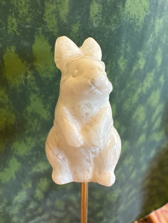 2/28 Mini Bunny
