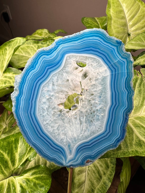 8/20 Blue Agate Plant Crystal