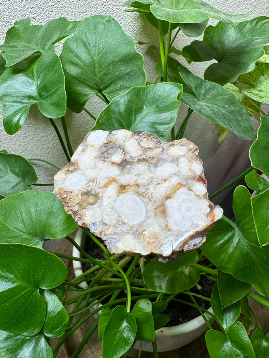 5/19 Flower Agate Altar Base