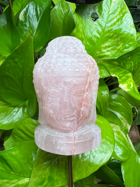 Rose Quartz Buddha Plant Crystal