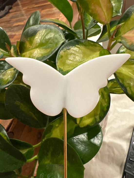 4/13 white butterfly