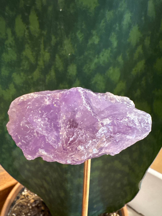 Laurel Amethyst Card Holder