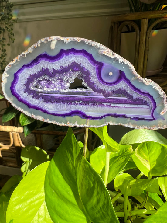 5th Dimension Purple Agate Plant Crystal