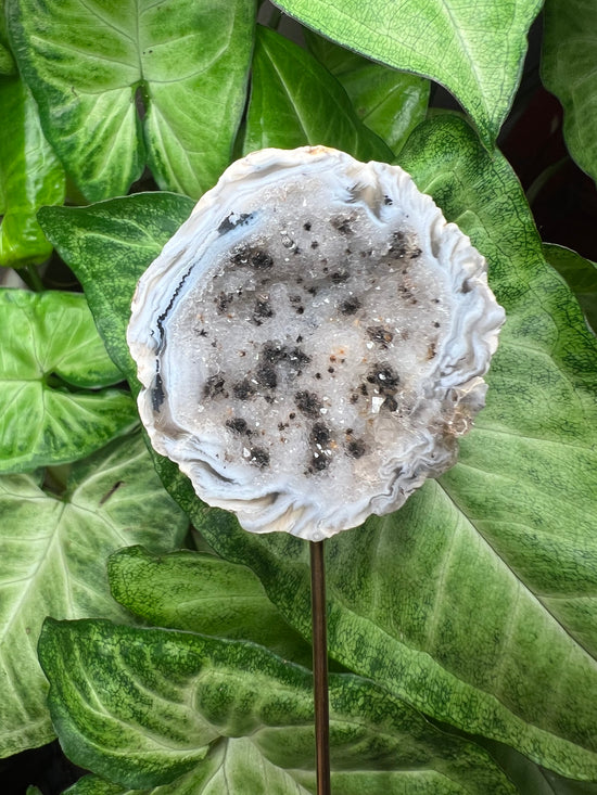 9/24 Geode Plant Crystal