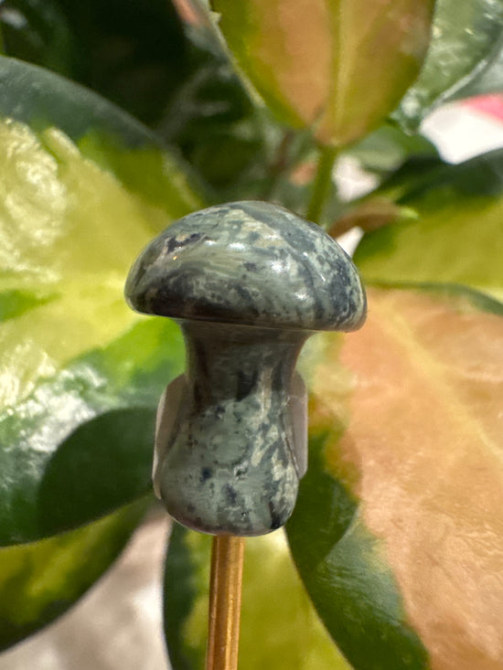 4/11 Mini Jasper Mushy