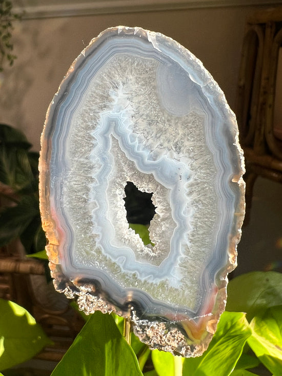 Chantilly Blue Lace Agate Plant Crystal