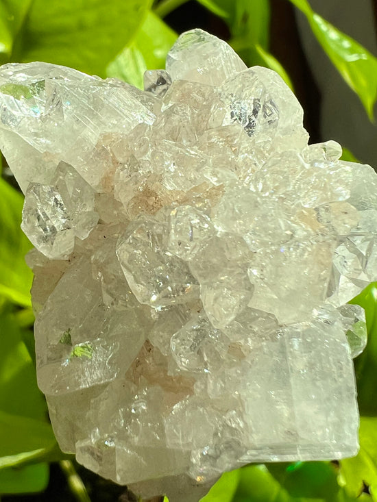 Pink Apophyllite Cluster Plant Crystal