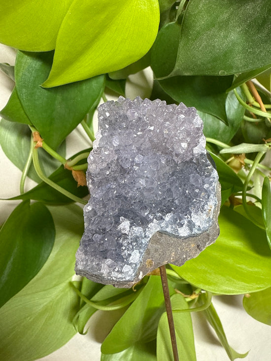 Brazil Amethyst Drusy