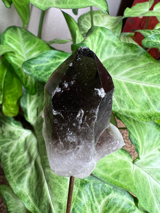 8/27 Smokey Quartz Plant Crystal