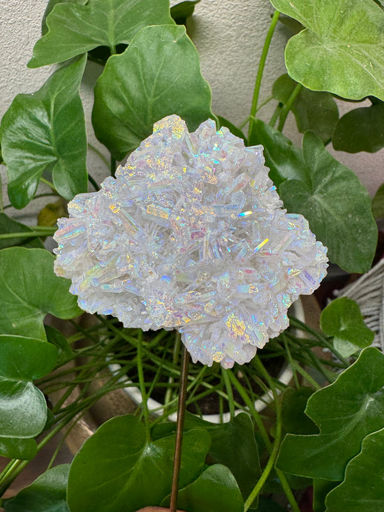 5/26 Angel Aura Cluster