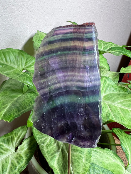 8/27 Fluorite Plant Crystal