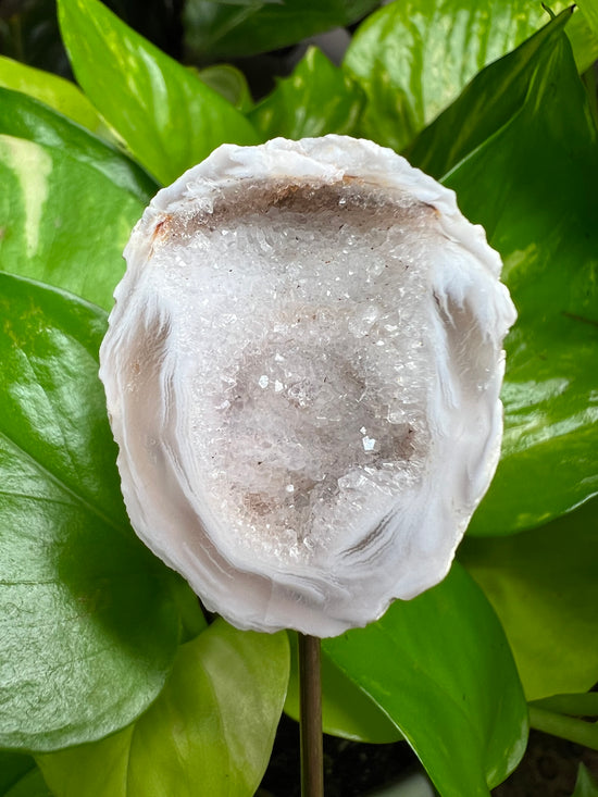 White Agate Geode Plant Crystal