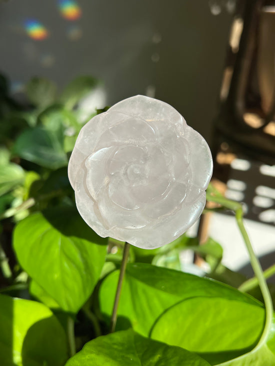 Blushing Rose Quartz Plant Crystal