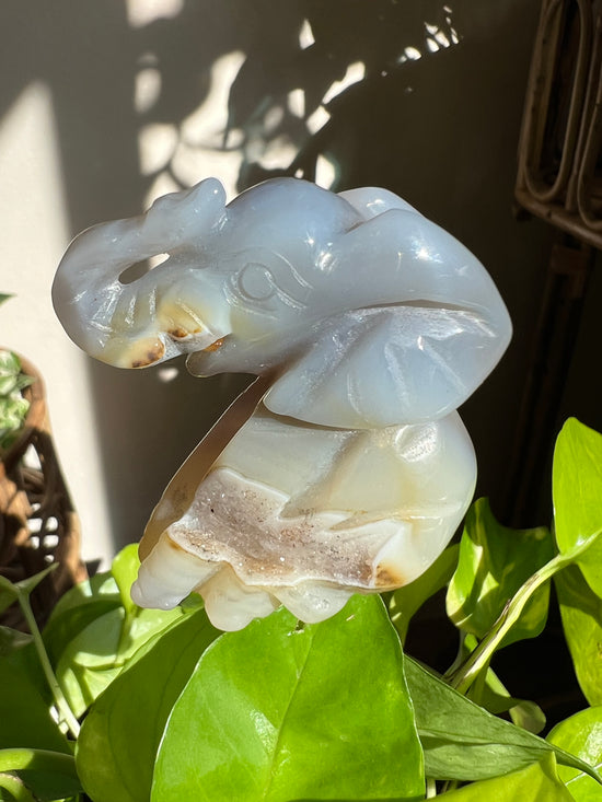 Chance the Druzy Agate Elephant Plant Crystal