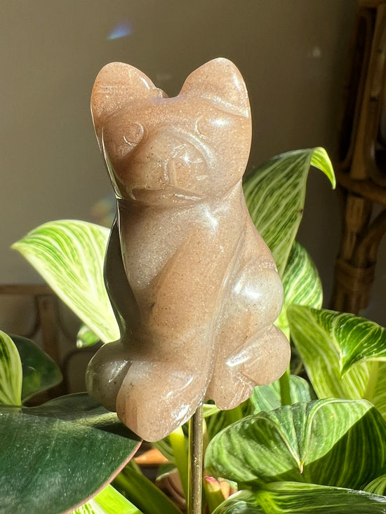 Sunstone Cat Plant Crystal