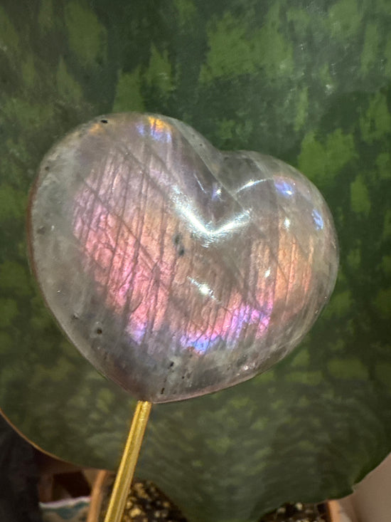 3/2 Lab Heart
