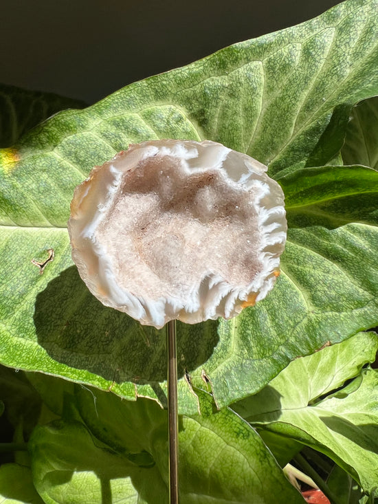 8/17 Geode Plant Crystal